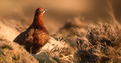 Wildlife Management and Muirburn (Scotland) Bill introduced to the Scottish Parliament