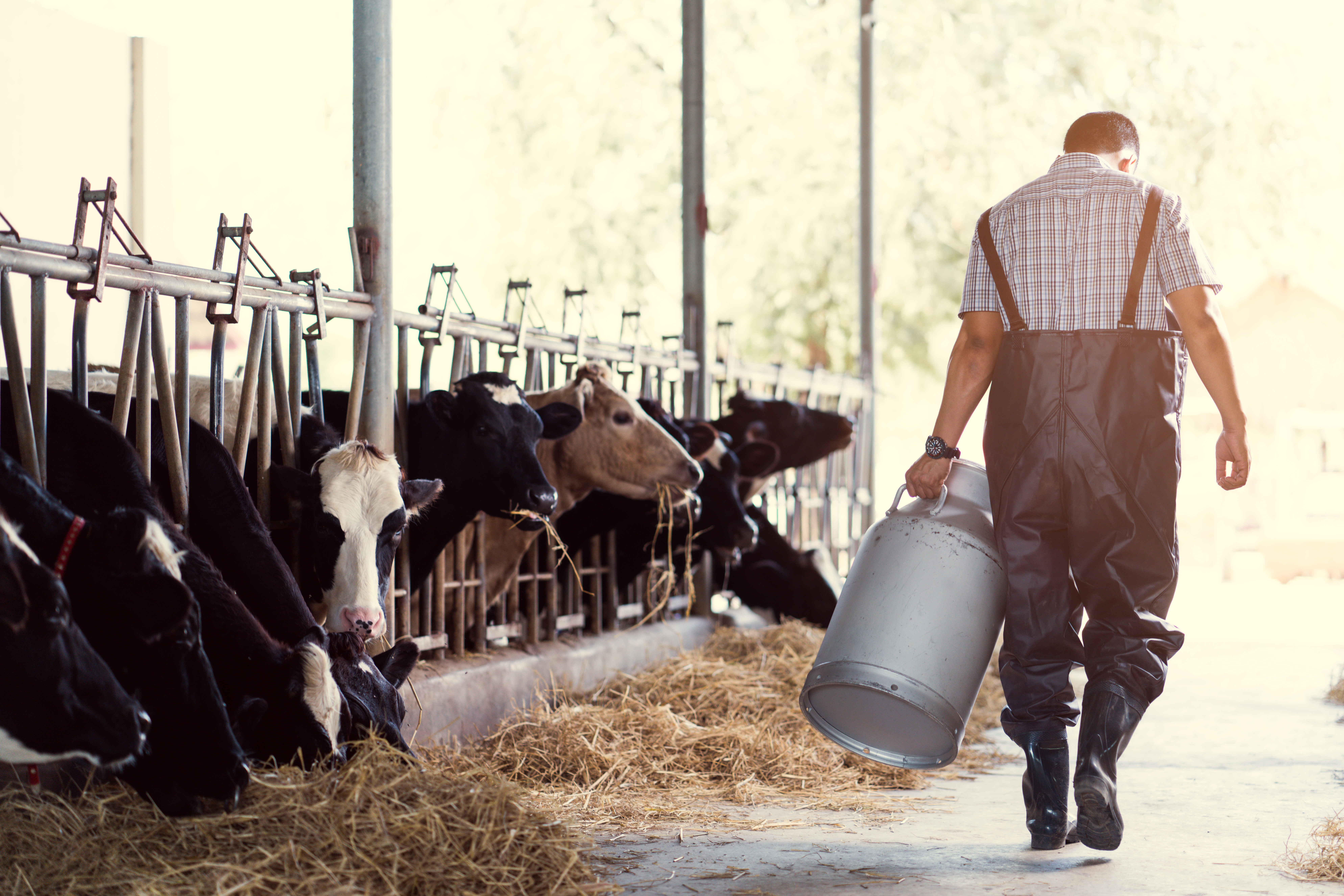 farmer asian are holding a container of milk on his farm.walking out of the farm
