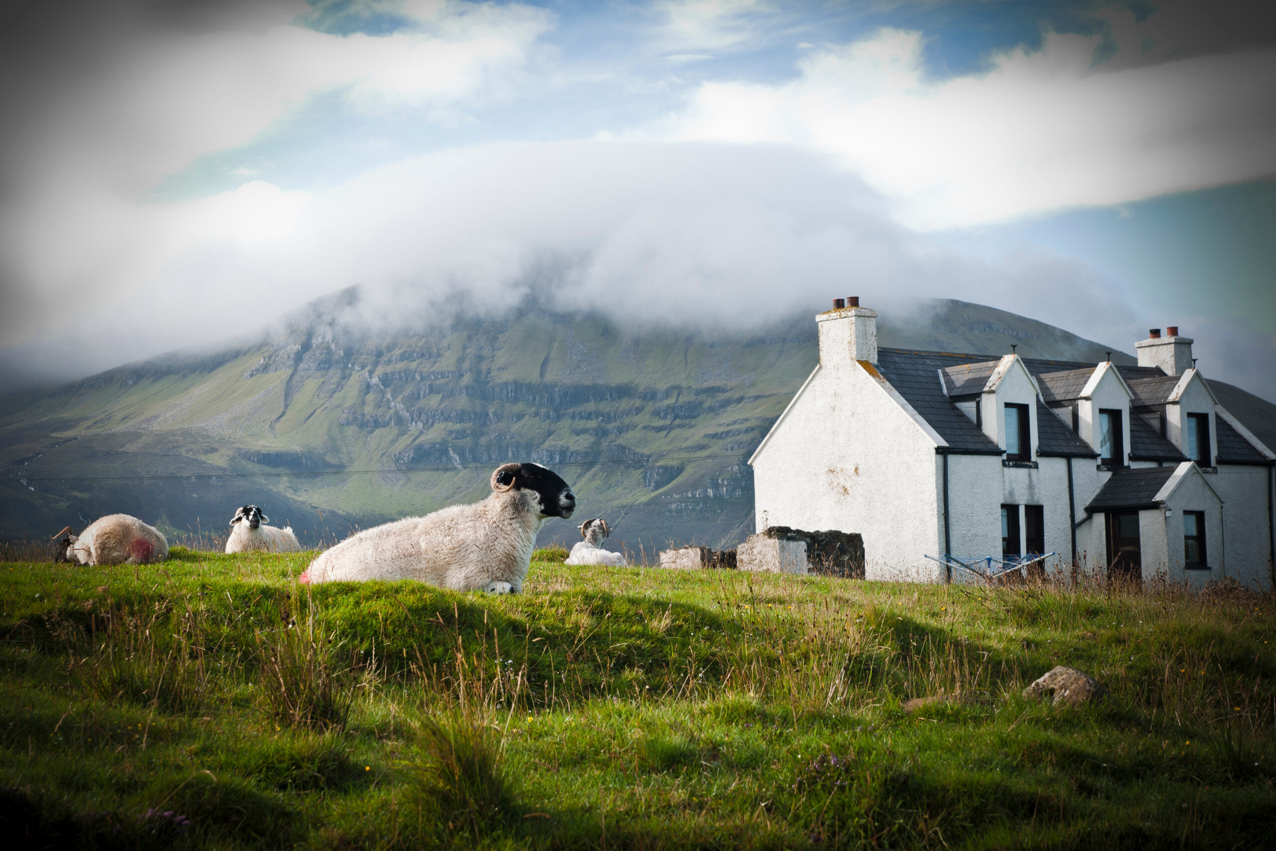 Sheep grazing on a Scottish farm in spring.