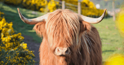 Join us at the 2025 Royal Highland Show