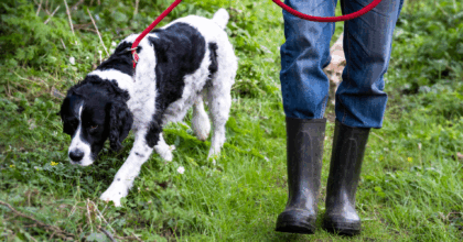 Sheep Worrying: Safeguarding livestock in Scotland